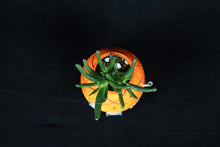 Load image into Gallery viewer, Sponge-Bob Planter
